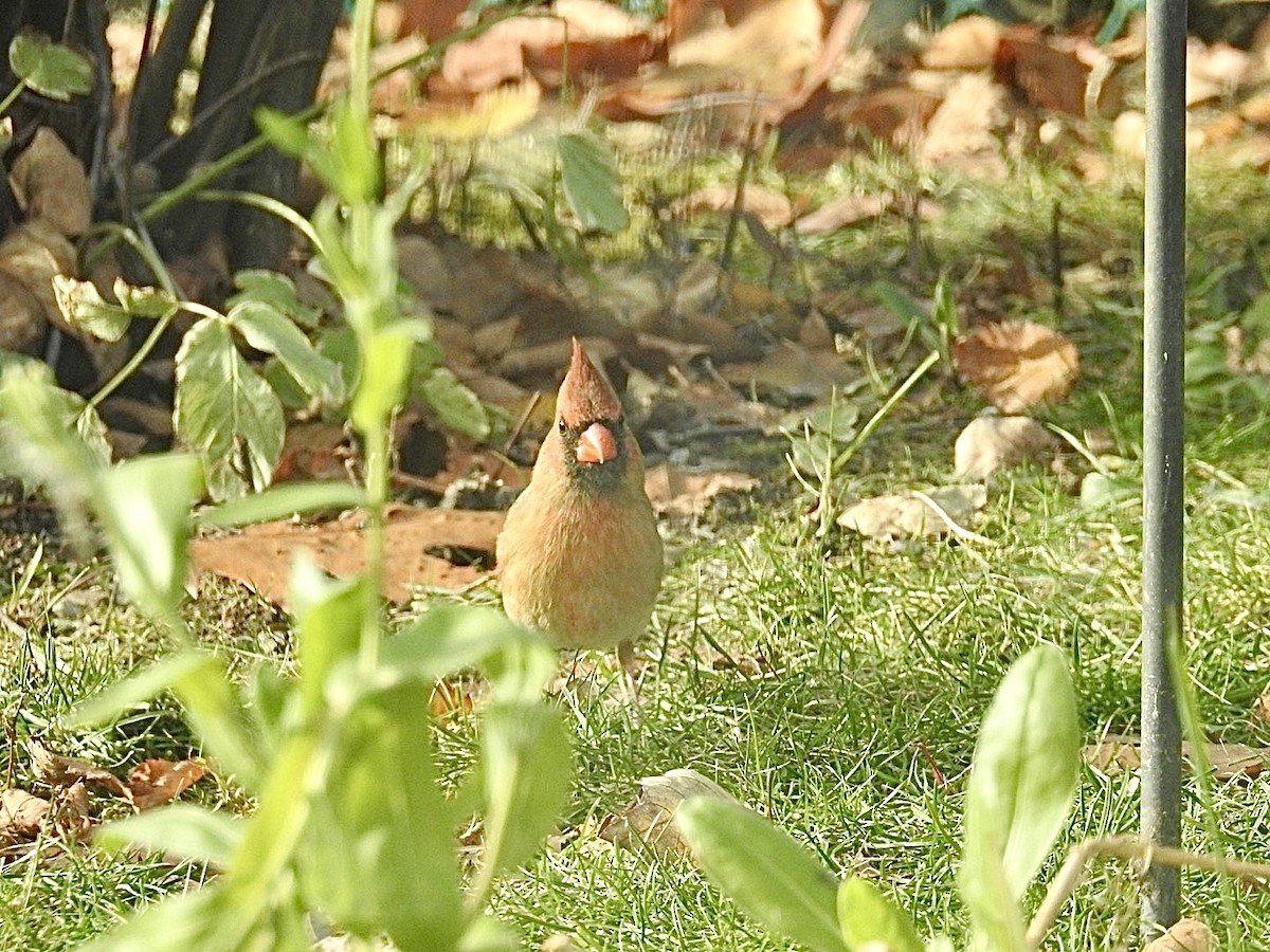 Northern Cardinal - ML644994749