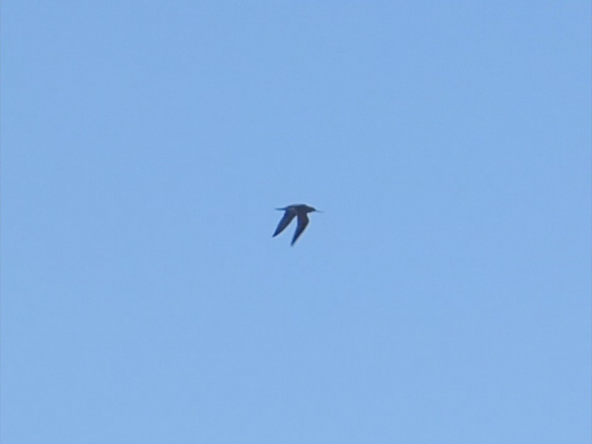 Spotted Redshank - ML644994761