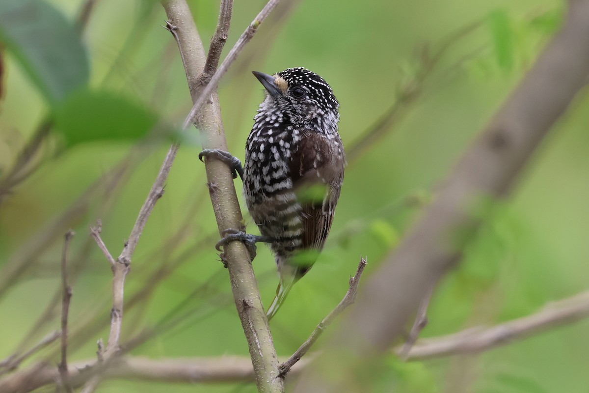 Speckle-chested Piculet - ML644994762