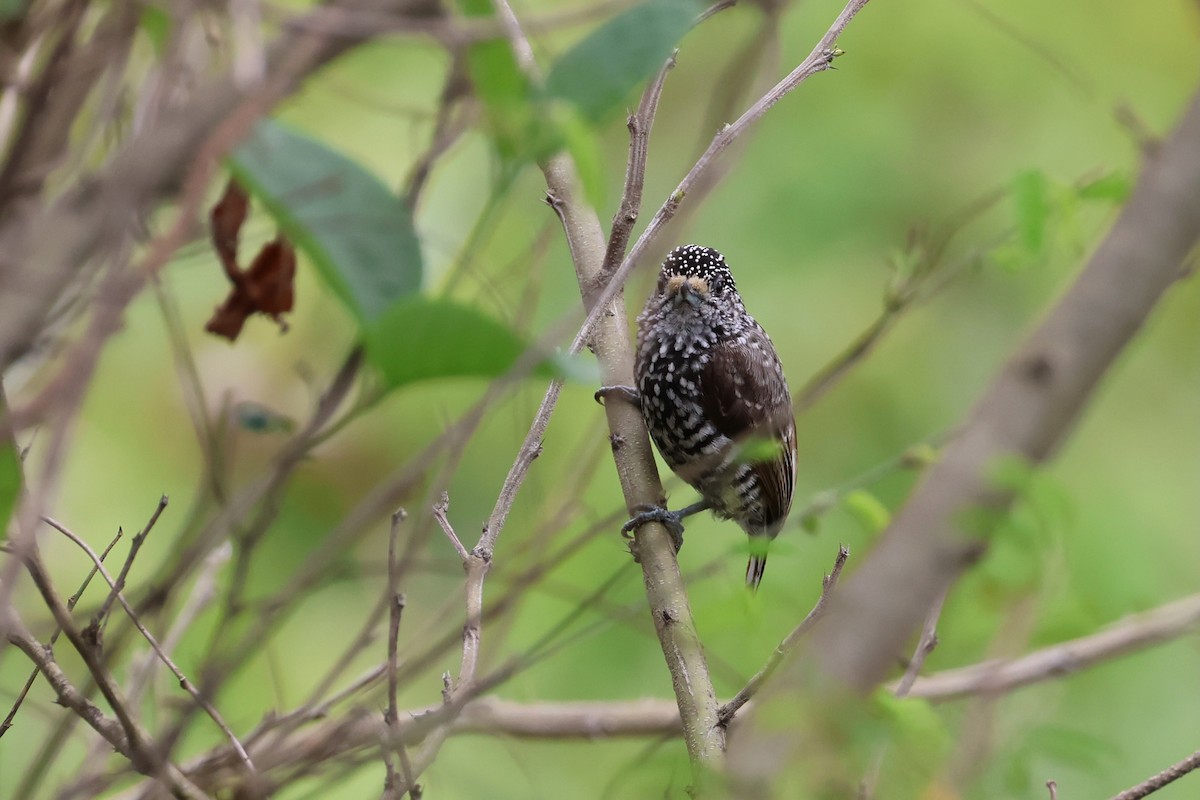 Speckle-chested Piculet - ML644994763
