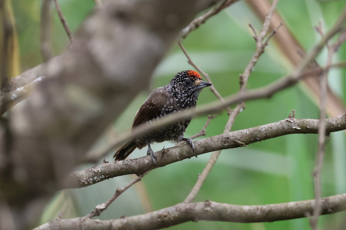 Speckle-chested Piculet - ML644994764