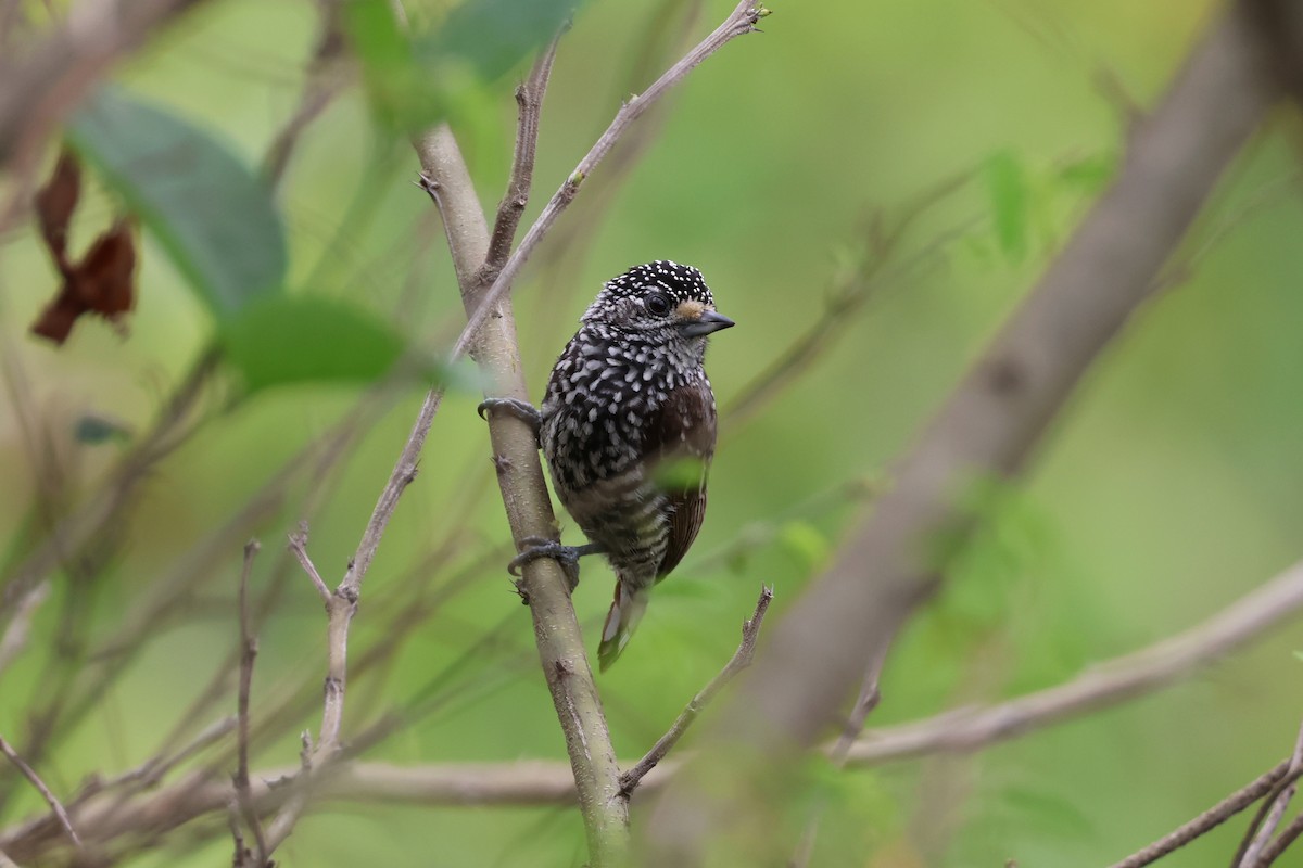 Speckle-chested Piculet - ML644994765