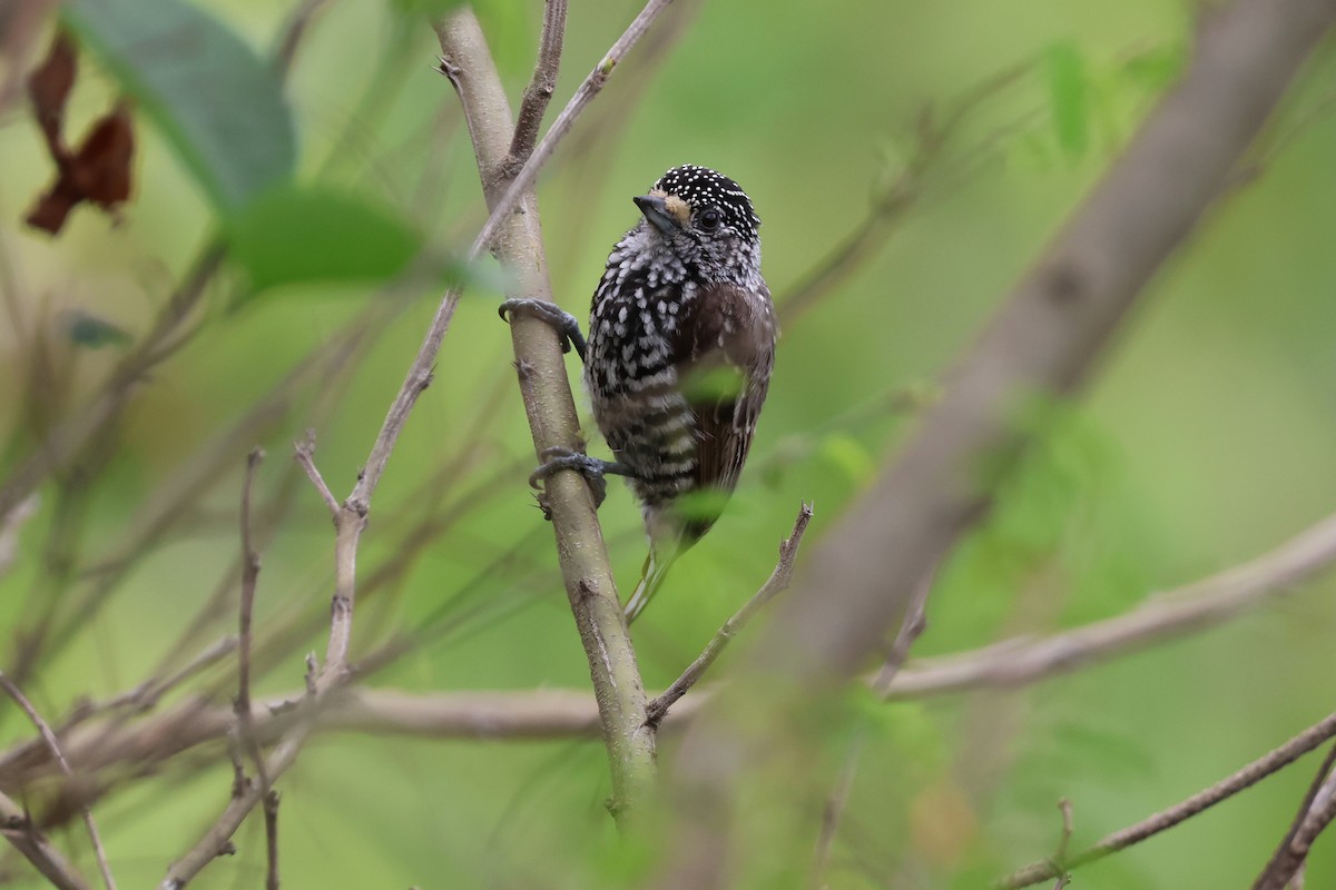Speckle-chested Piculet - ML644994766