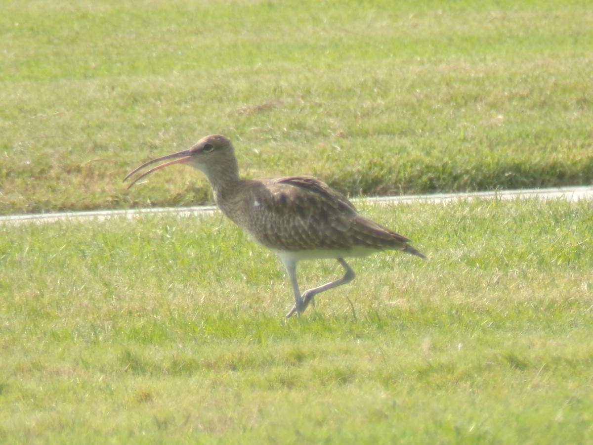 Eurasian Whimbrel - ML644994773