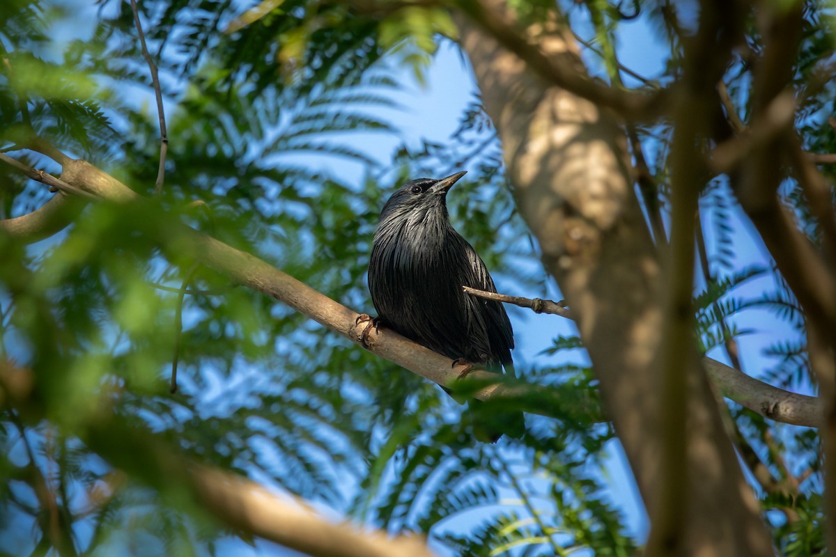 Arabazozo beltza - ML644994784