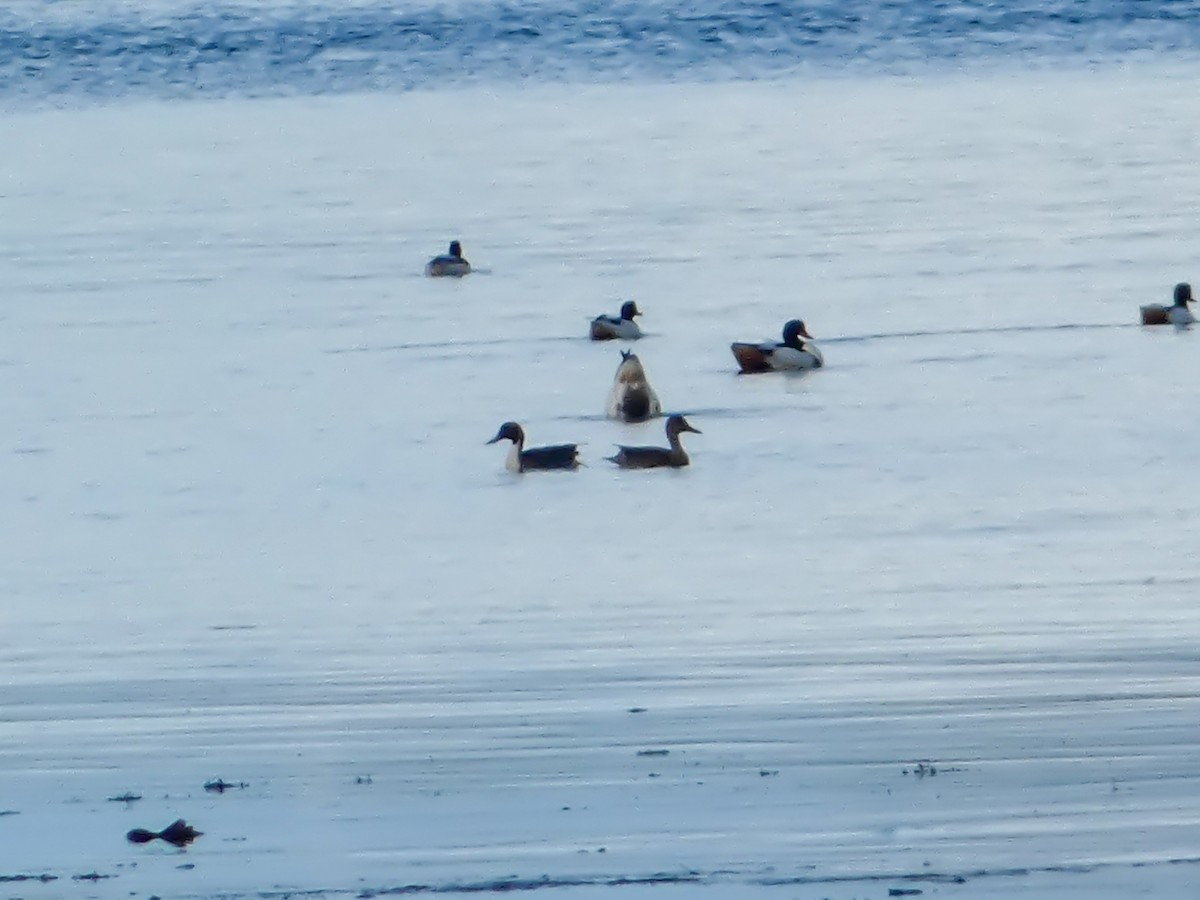 Northern Pintail - ML644994819