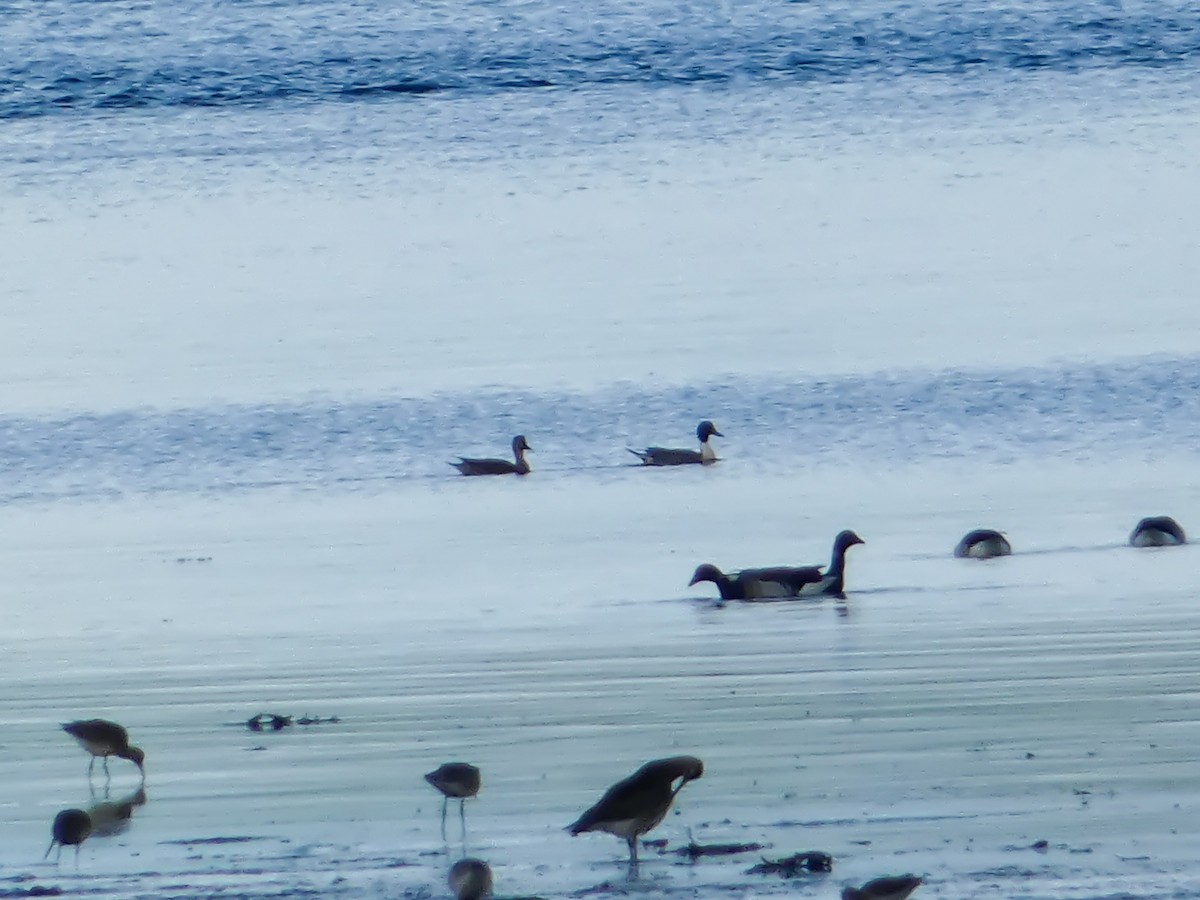 Northern Pintail - ML644994820