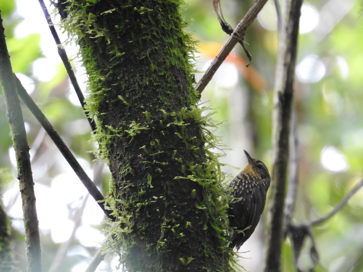 Spotted Barbtail - ML644994821