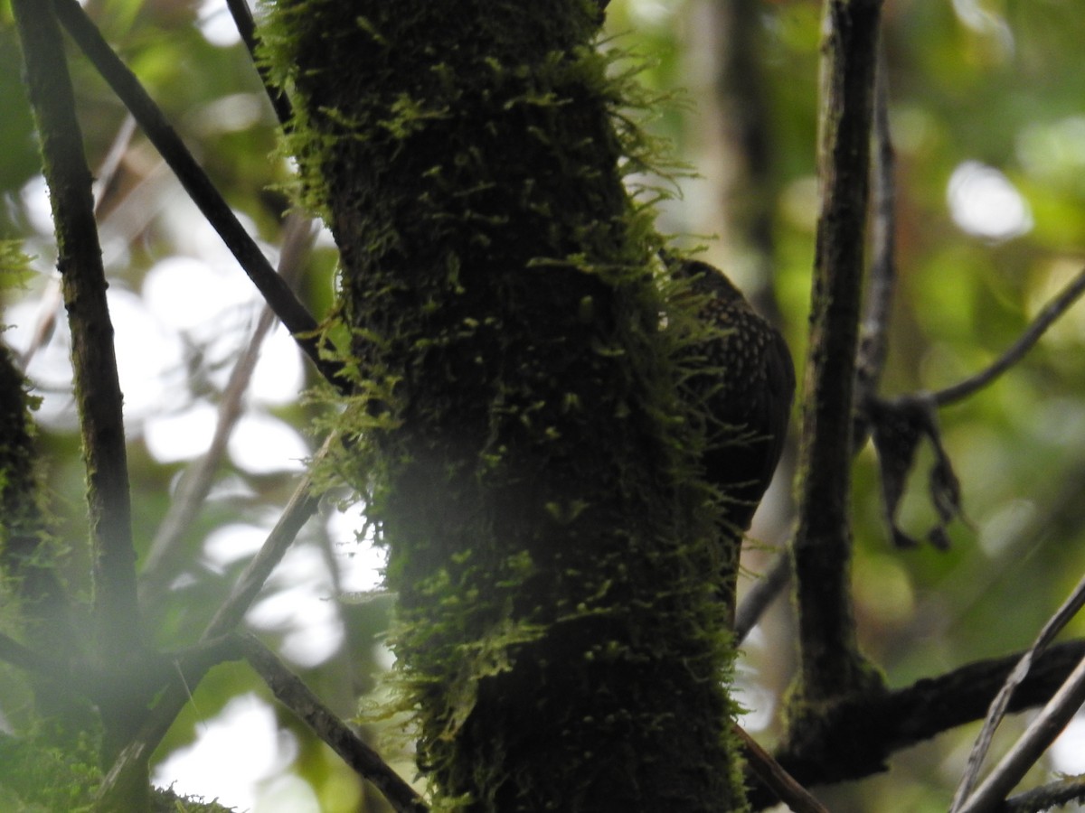 Spotted Barbtail - ML644994822