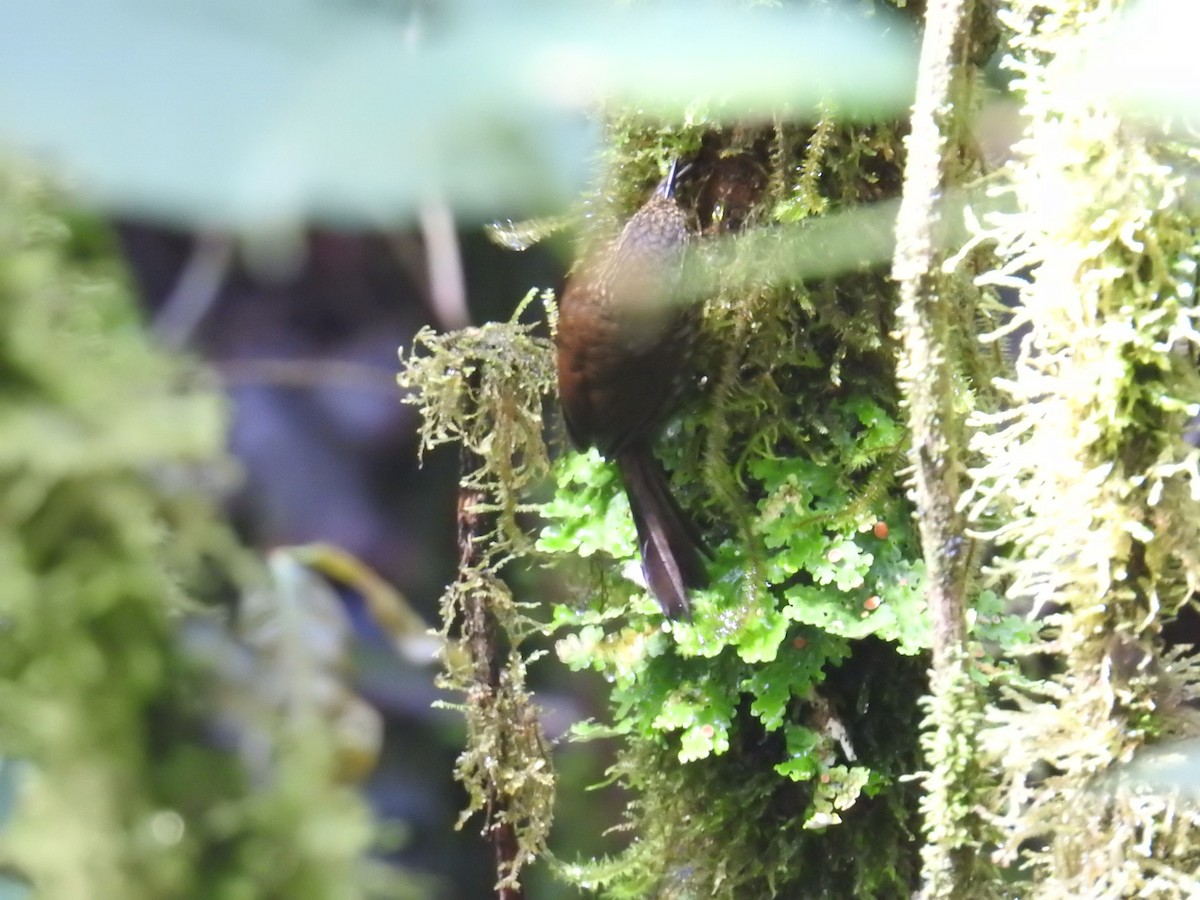 Spotted Barbtail - ML644994823