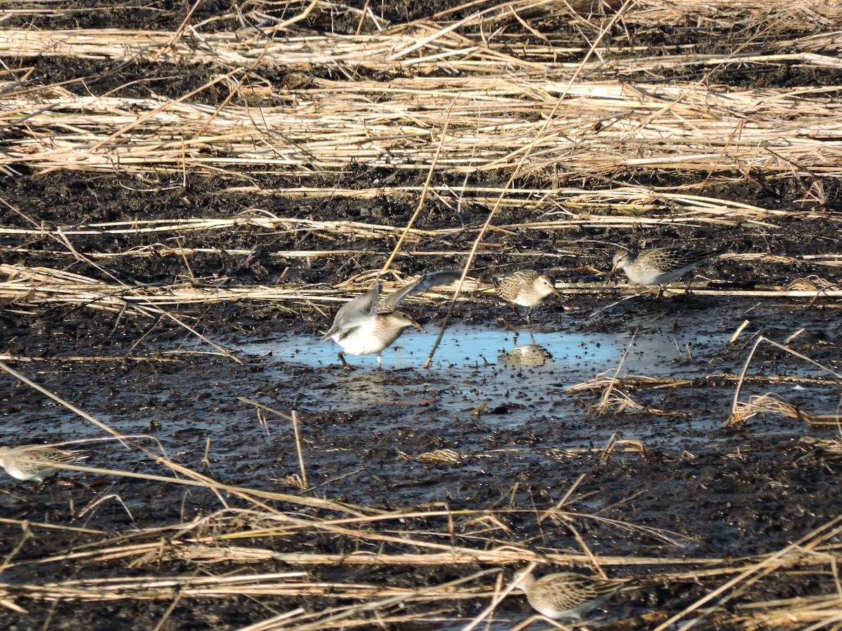 Дутыш - ML644994826