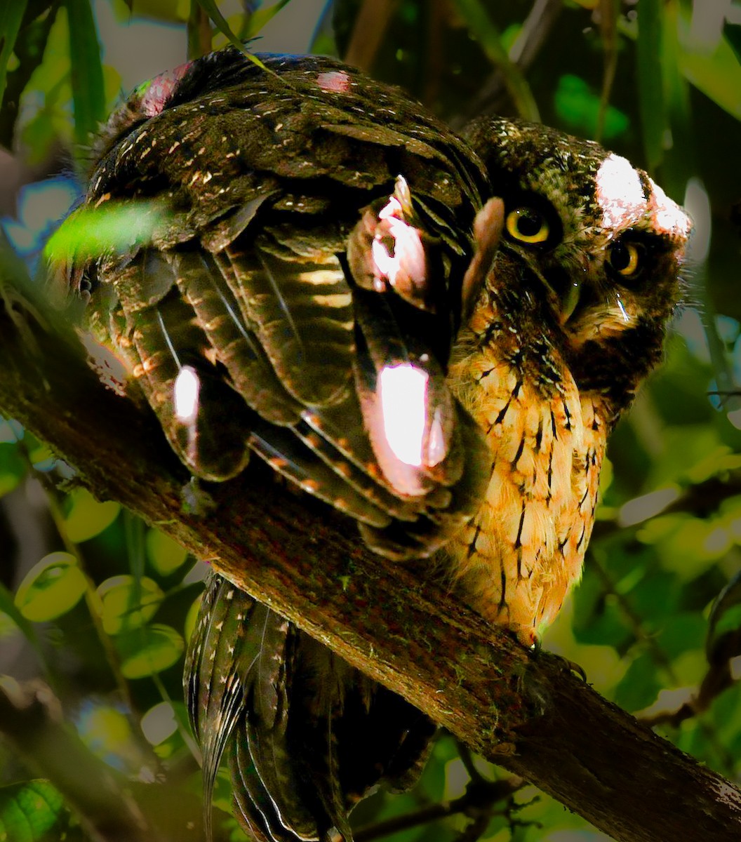 White-throated Screech-Owl - ML644994852