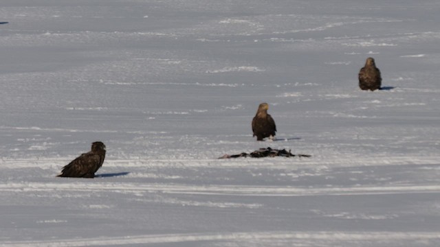Орлан-білохвіст - ML644994865