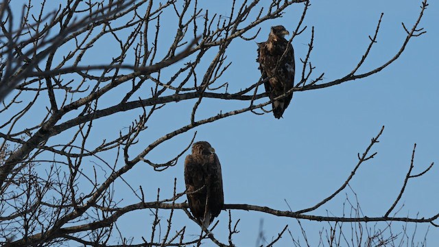 Орлан-білохвіст - ML644994866