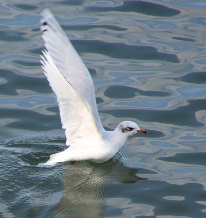 ニシズグロカモメ - ML644994872