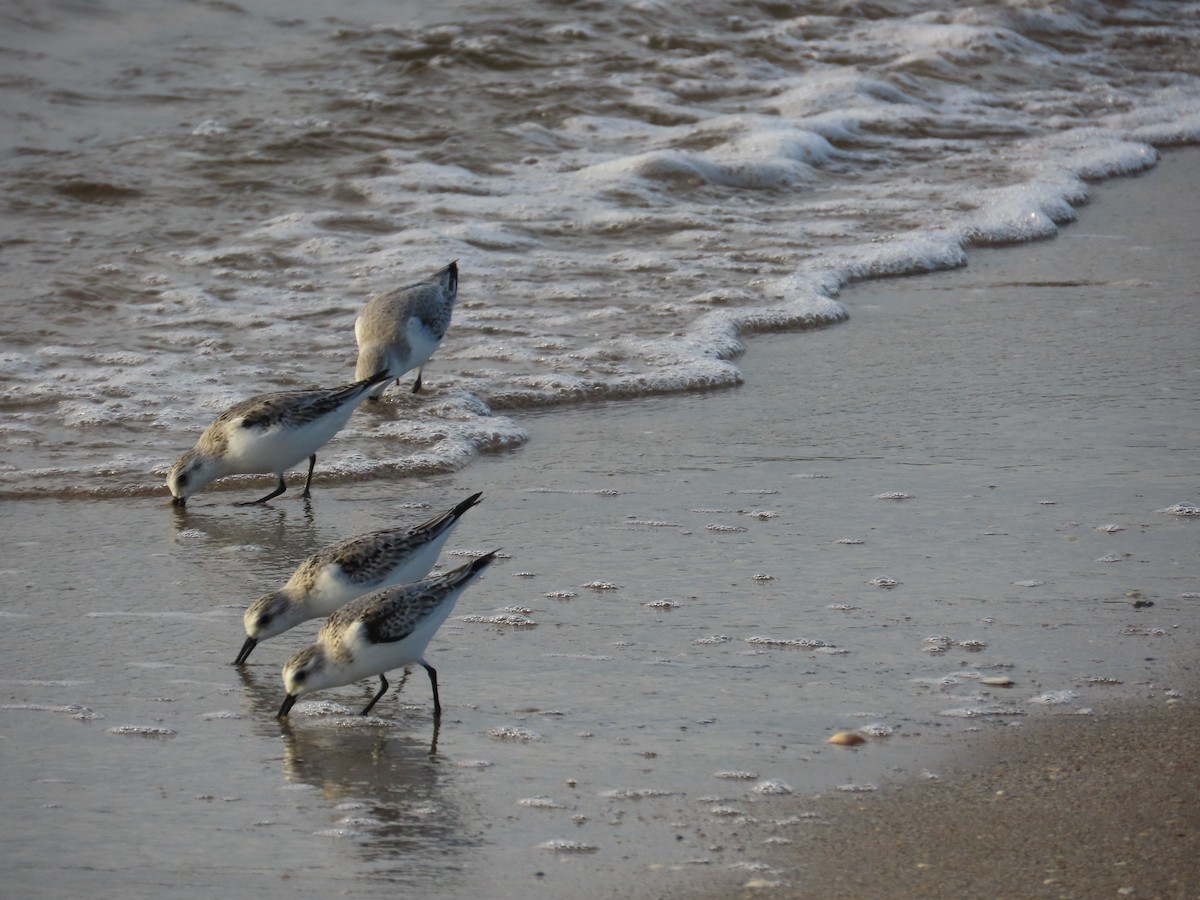 Sanderling - ML644994876