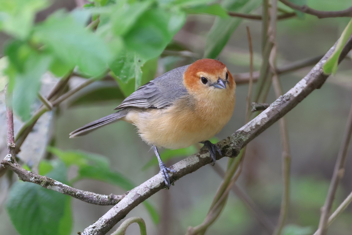 Buff-bellied Tanager - ML644994881