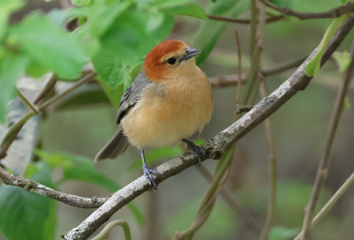 Buff-bellied Tanager - ML644994882
