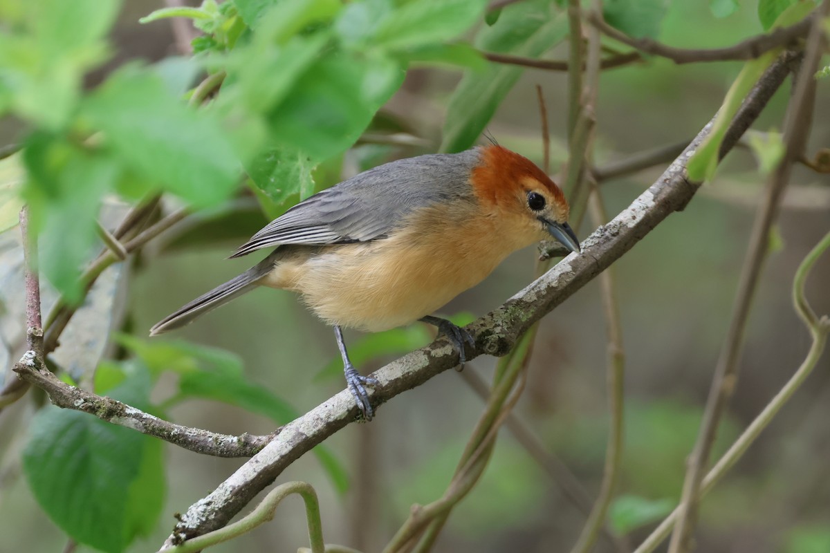 Buff-bellied Tanager - ML644994883