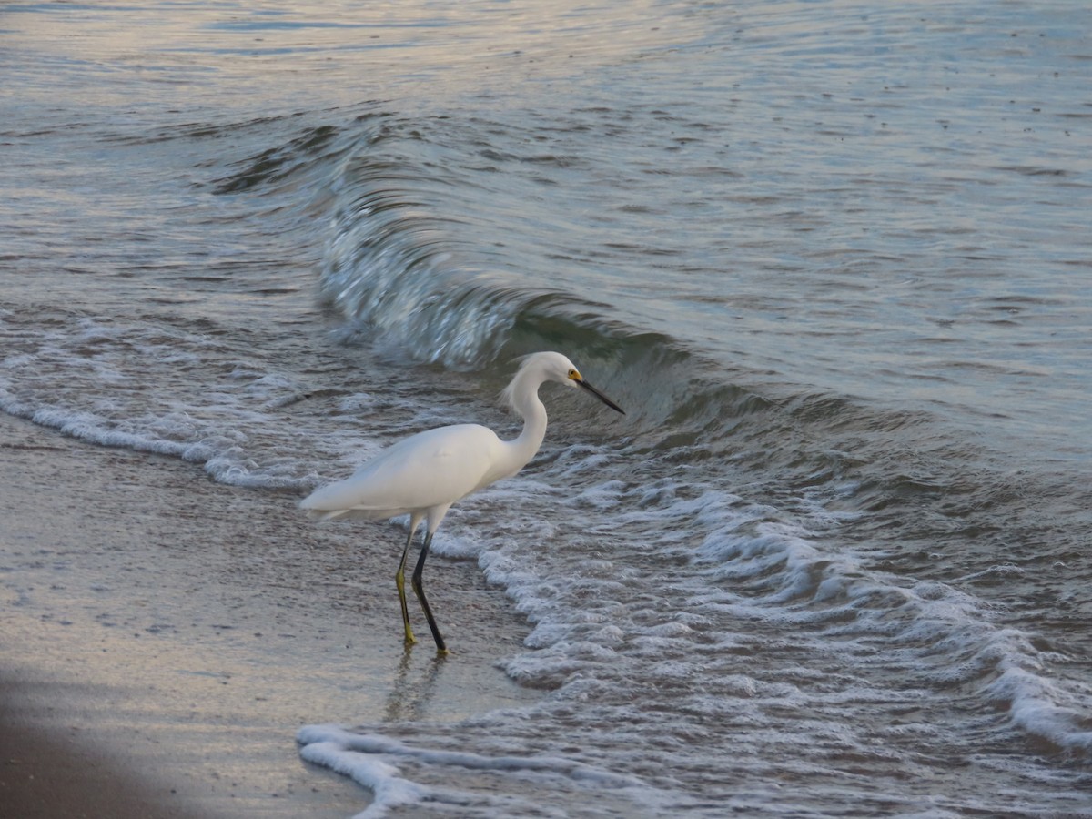 Snowy Egret - ML644994884