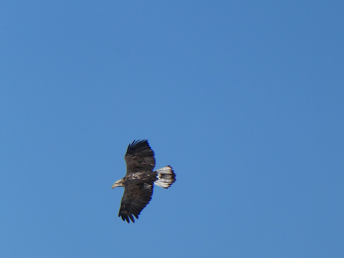 Pygargue à tête blanche - ML644994891