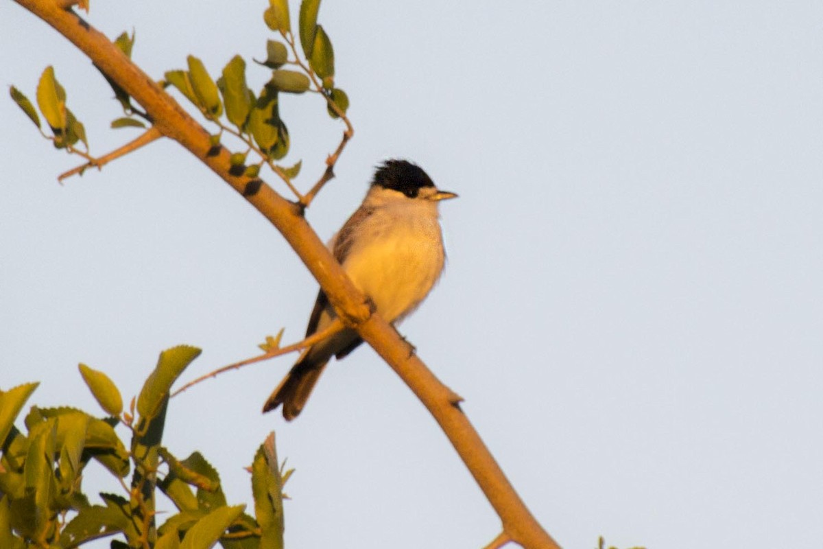 White-naped Xenopsaris - ML644994897