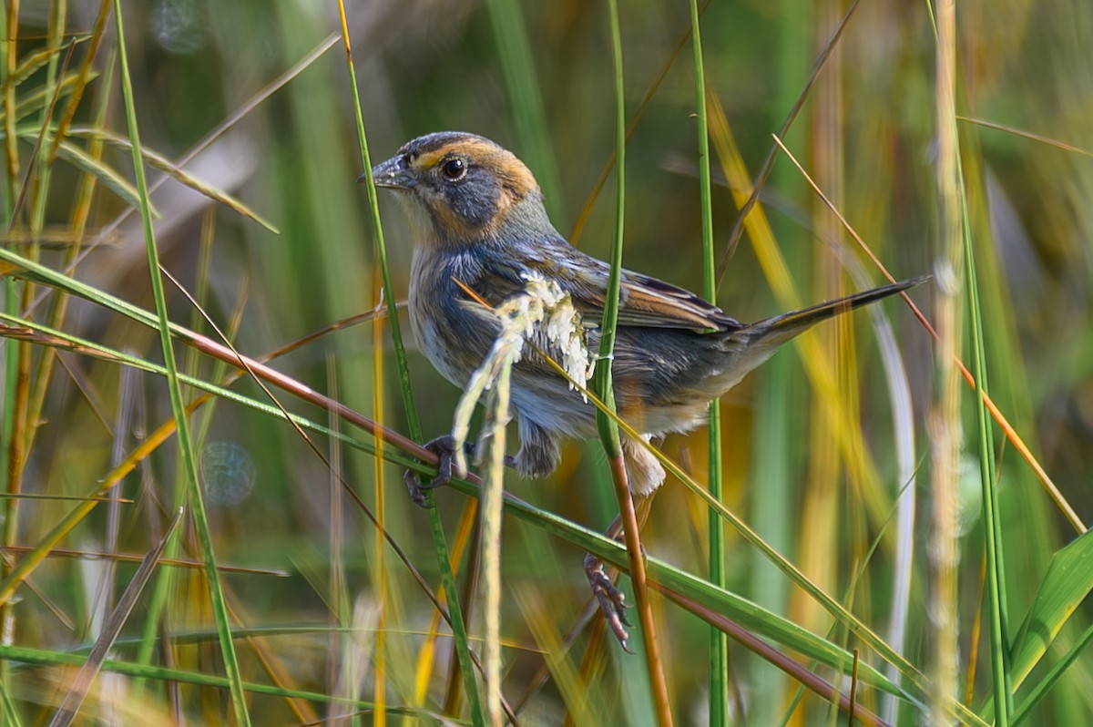 Chingolo de Nelson - ML644994908