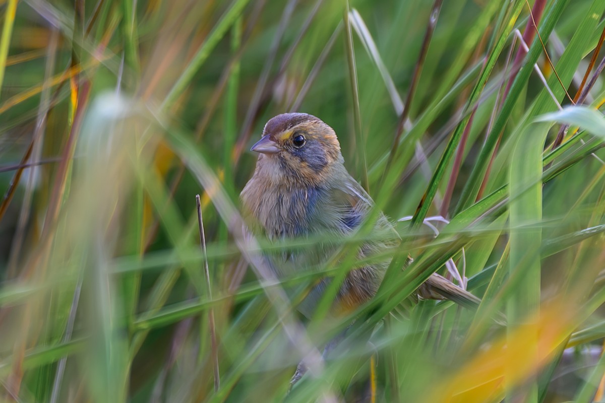 Chingolo de Nelson - ML644994909