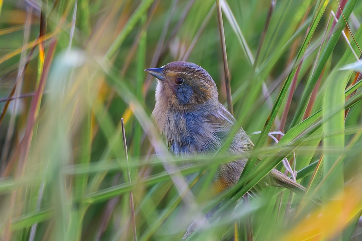 Chingolo de Nelson - ML644994910