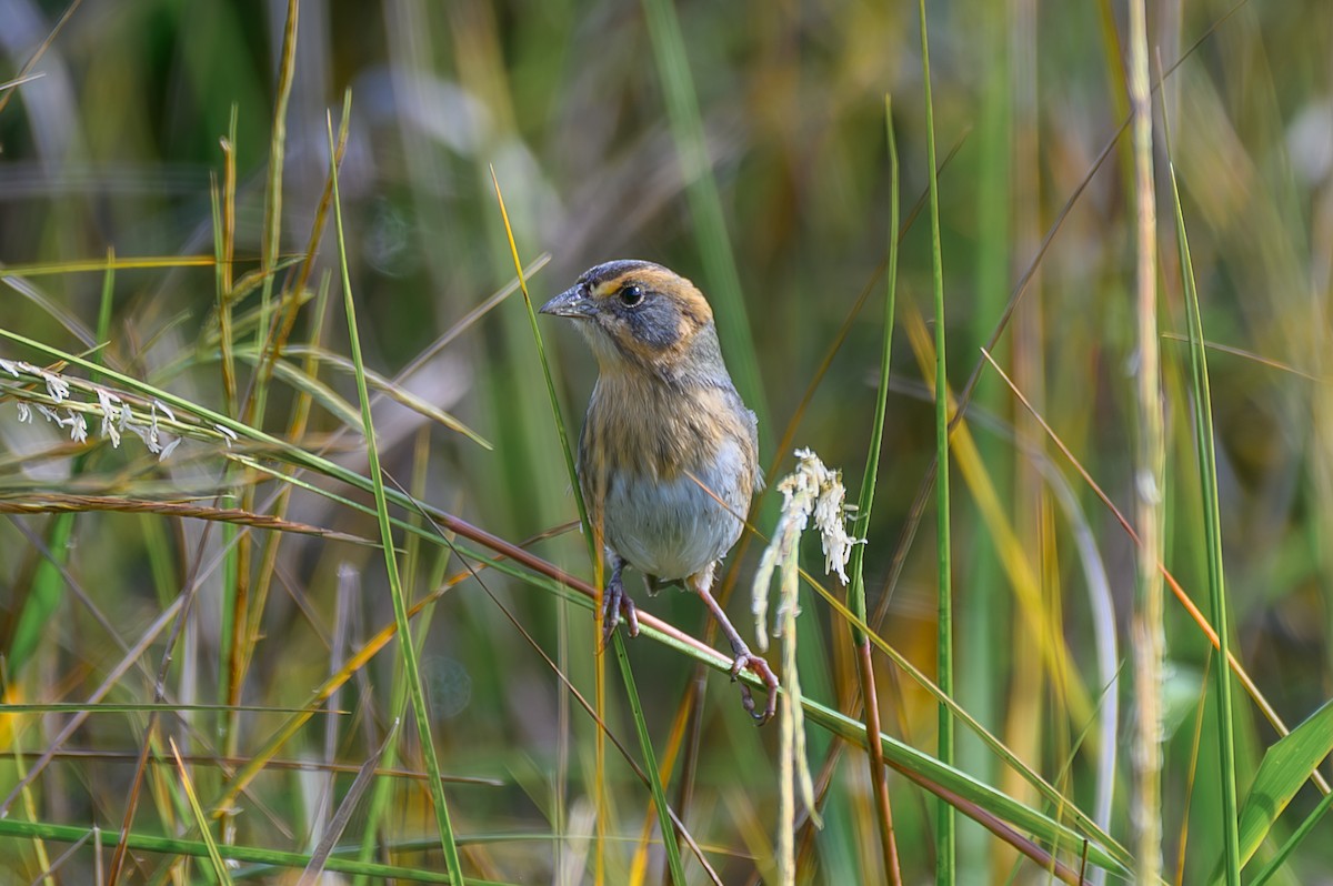 Chingolo de Nelson - ML644994911
