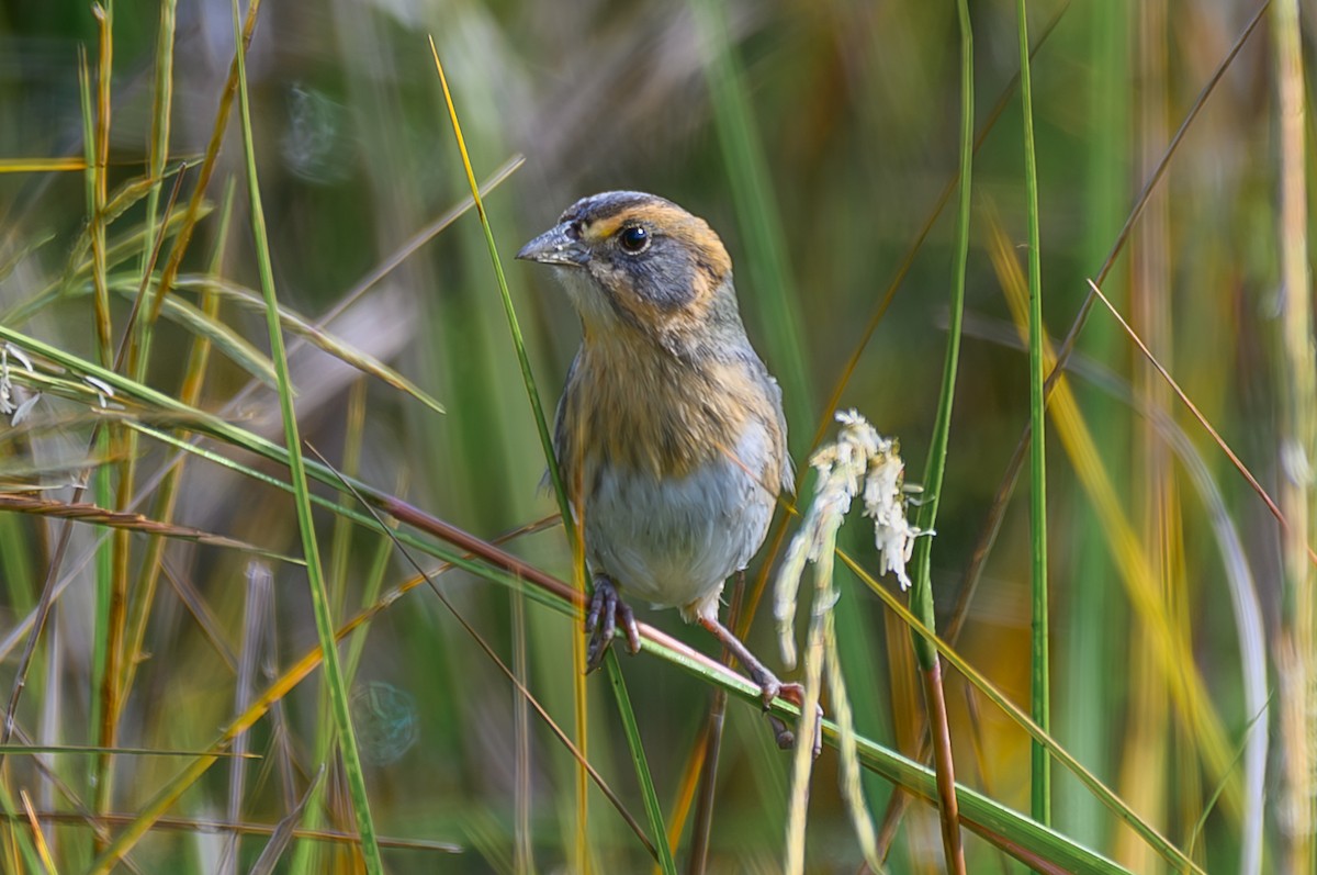 Chingolo de Nelson - ML644994912