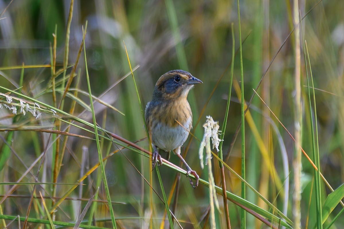 Chingolo de Nelson - ML644994913