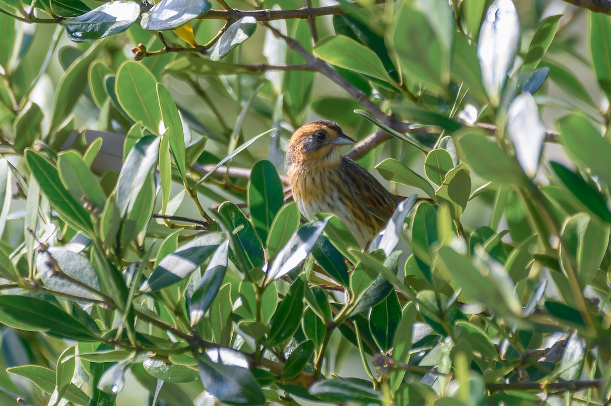 Chingolo de Nelson - ML644994914