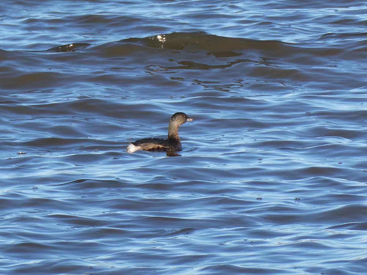 Grèbe à bec bigarré - ML644994915