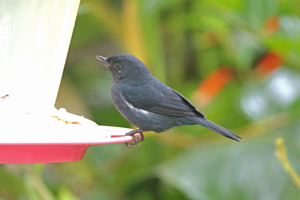 Percefleur à flancs blancs - ML644994937