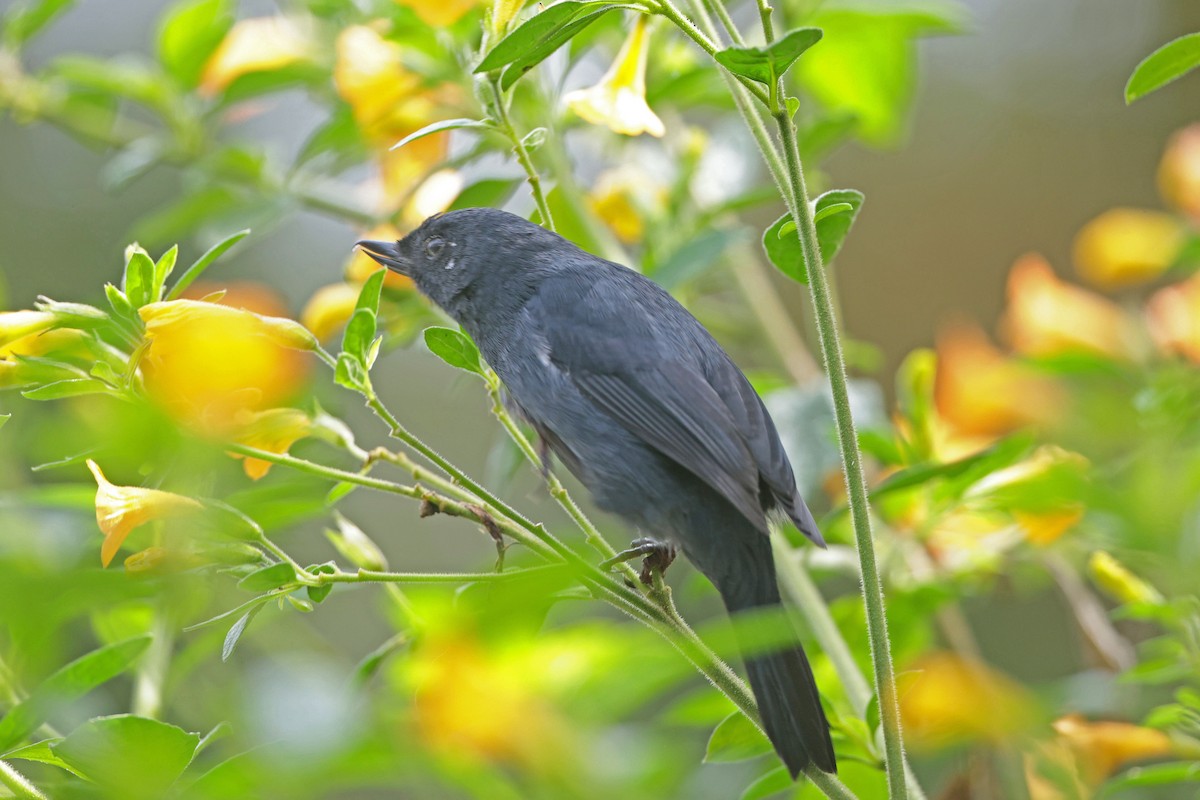 Percefleur à flancs blancs - ML644994938