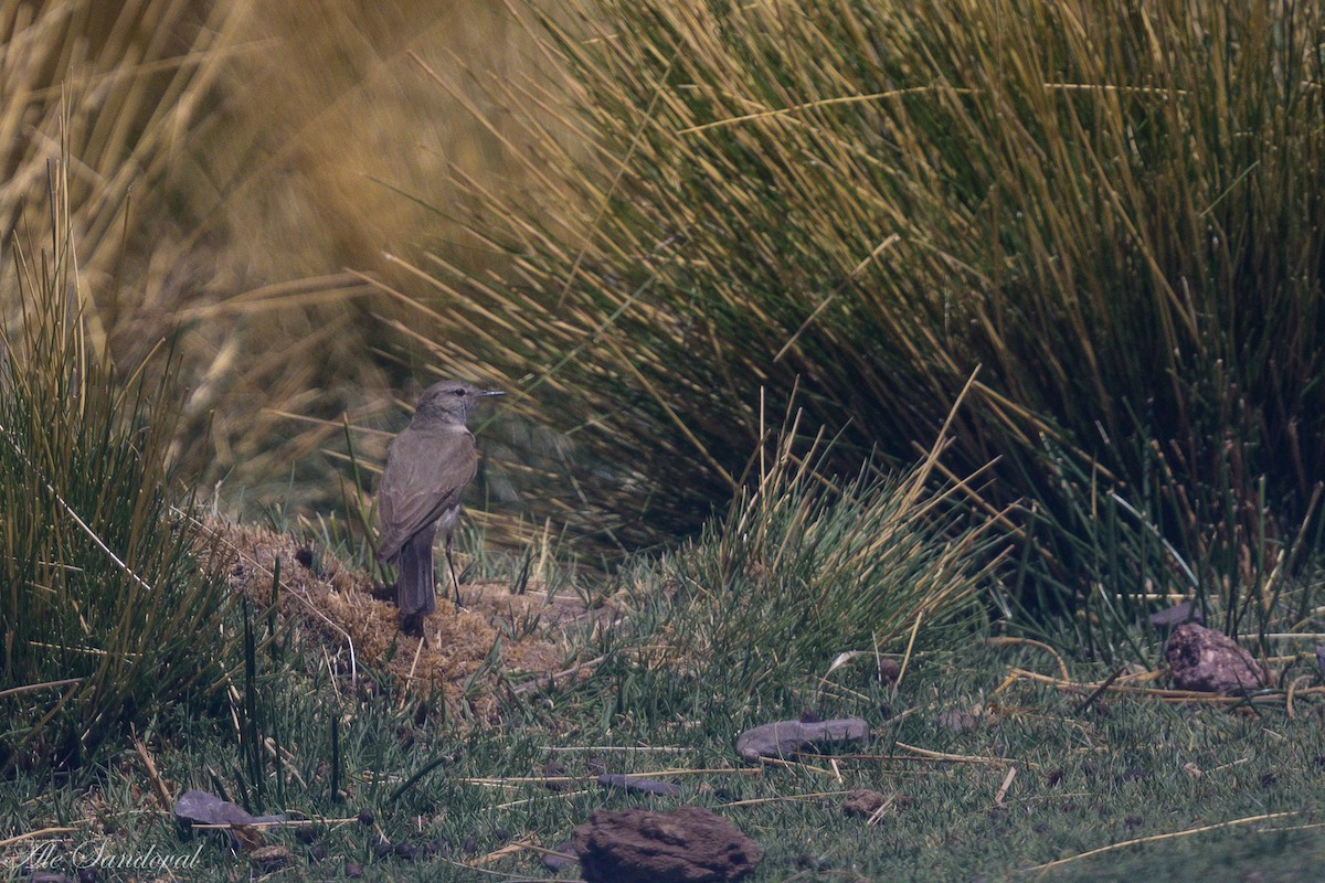 Spot-billed Ground-Tyrant - ML644994949