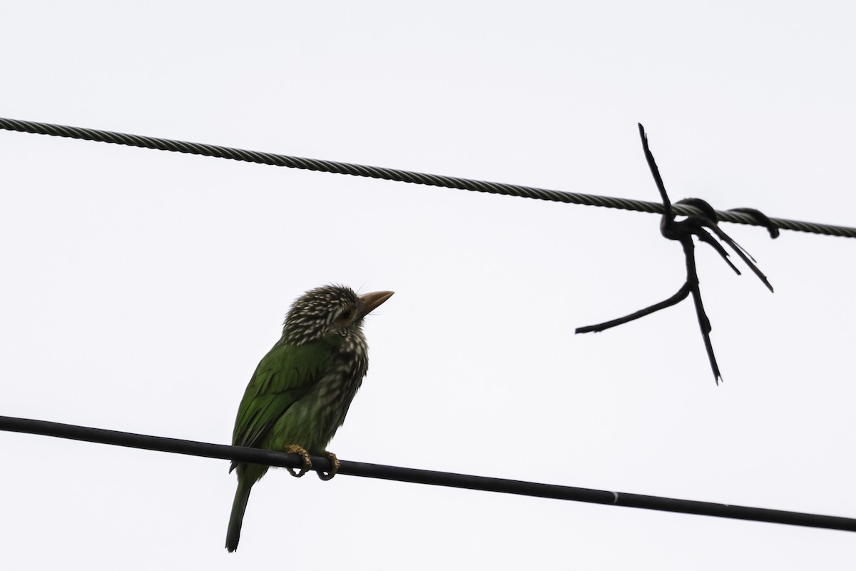 シロボシオオゴシキドリ - ML644994978