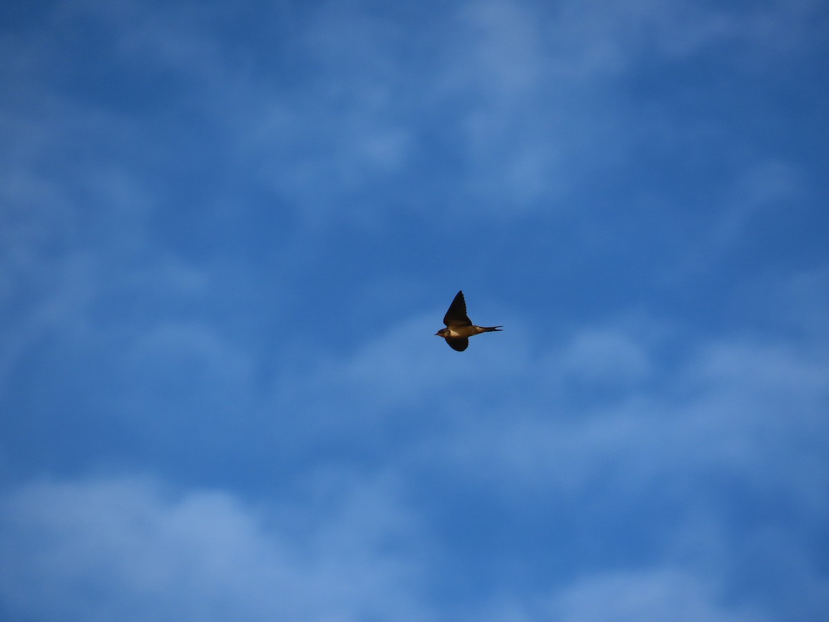 Barn Swallow - ML644994981