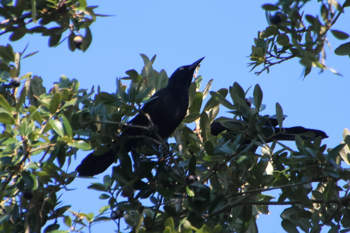 Purpurgrackel - ML644994997