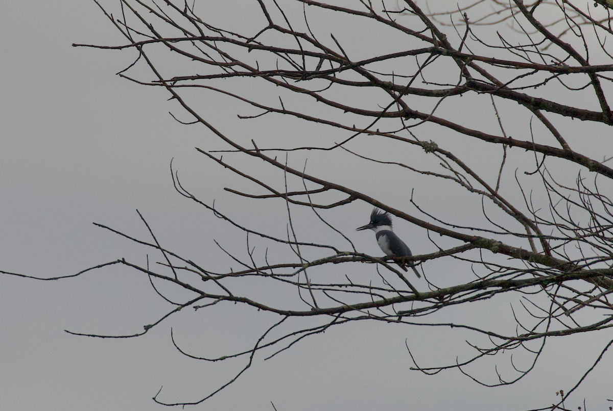 Martin handi iparramerikarra - ML644995000