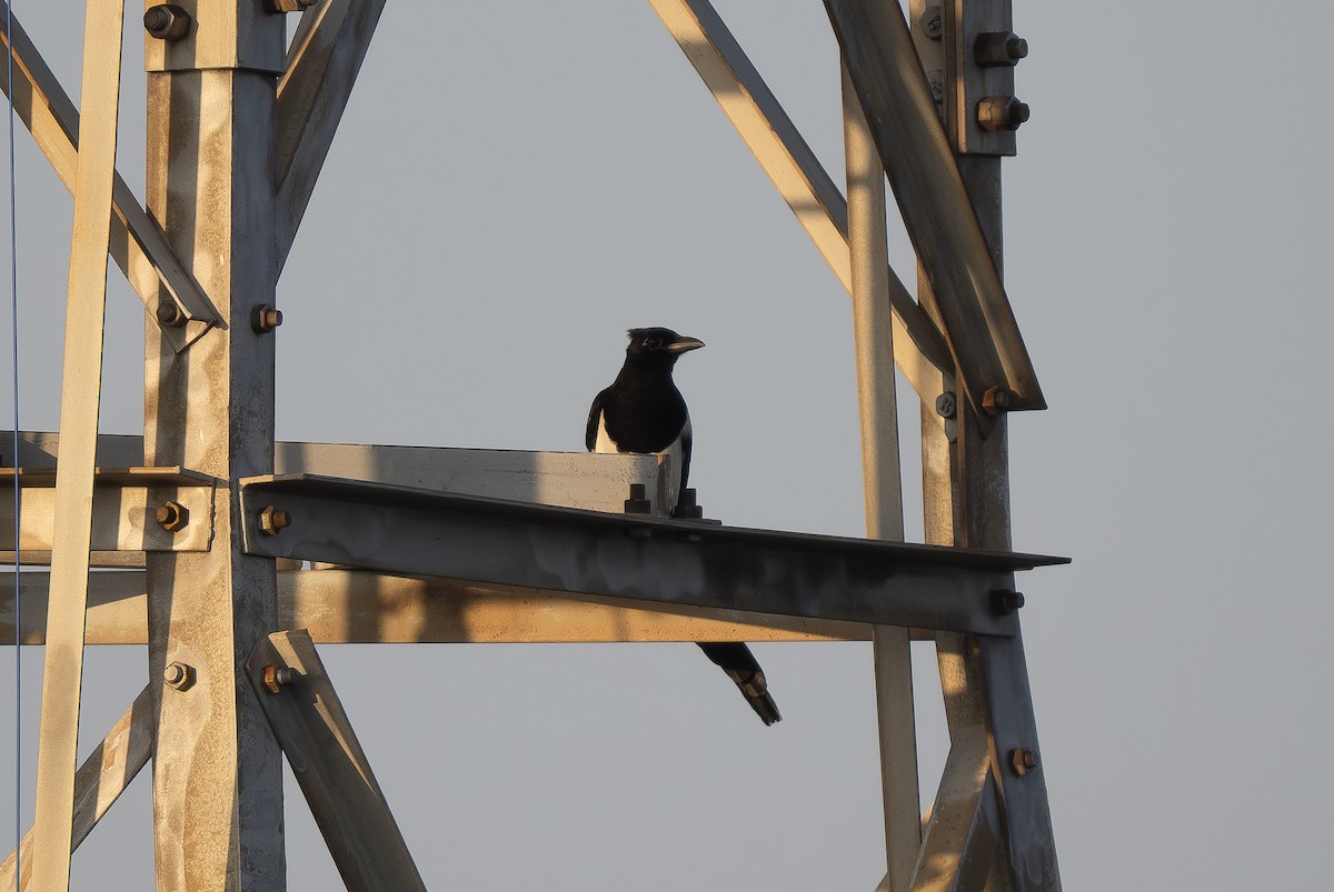 straka čínská - ML644995047