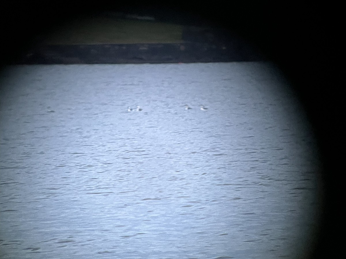 Red-throated Loon - ML644995076