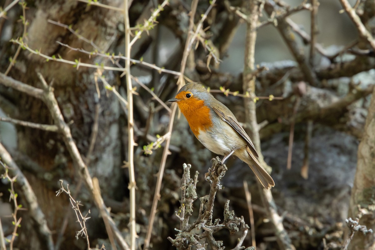 European Robin - ML644995131