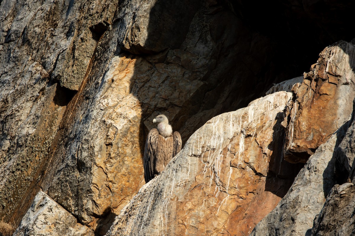 Eurasian Griffon - ML644995138