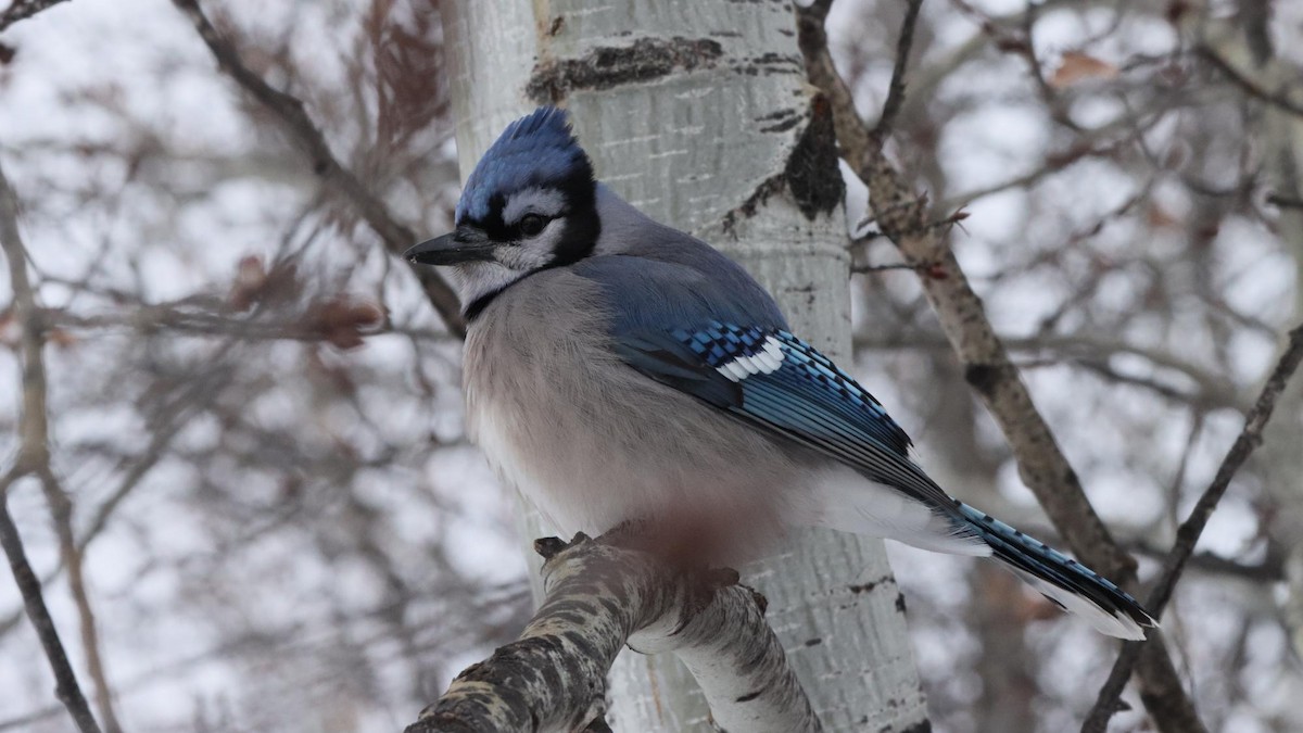 Blue Jay - ML644995141