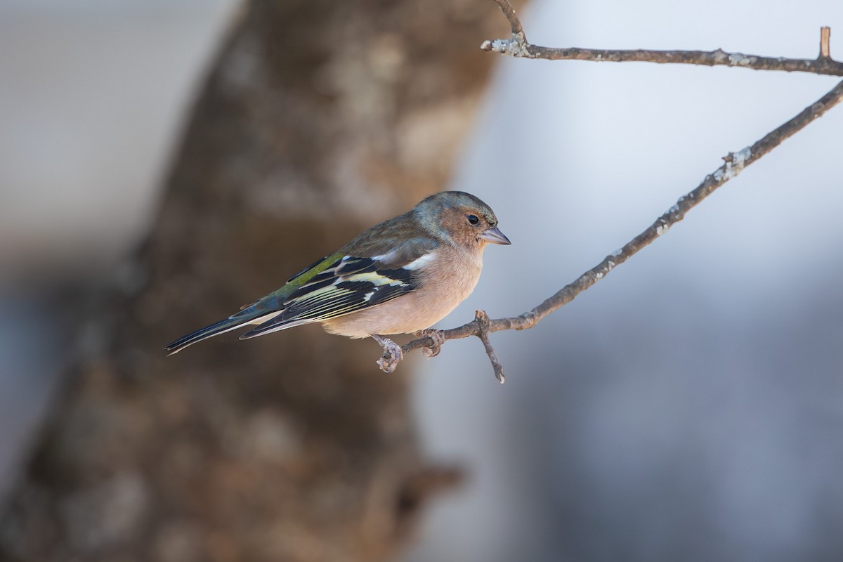 Common Chaffinch - ML644995148