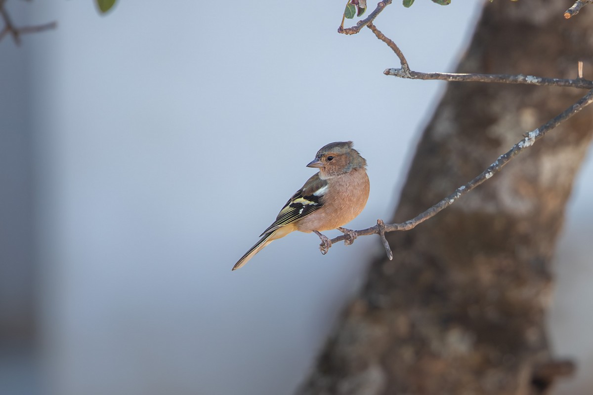 Common Chaffinch - ML644995149