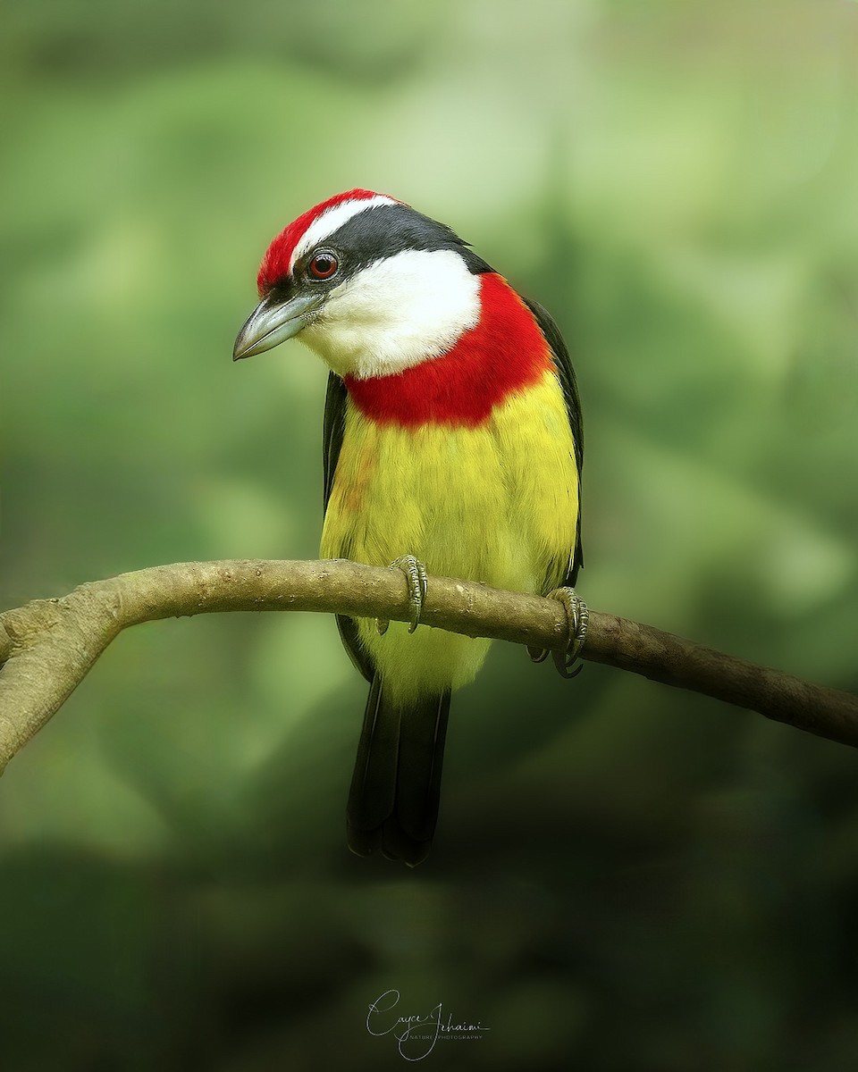 Scarlet-banded Barbet - ML644995158