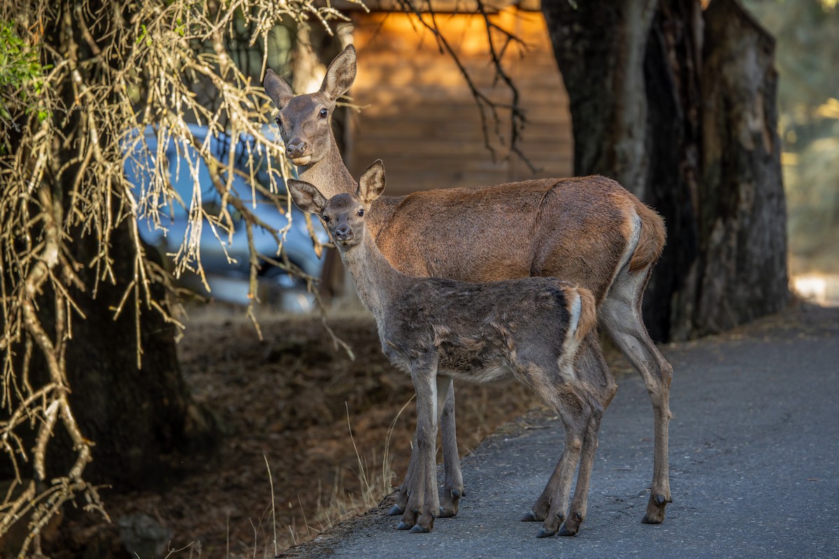 Red Deer - ML644995159